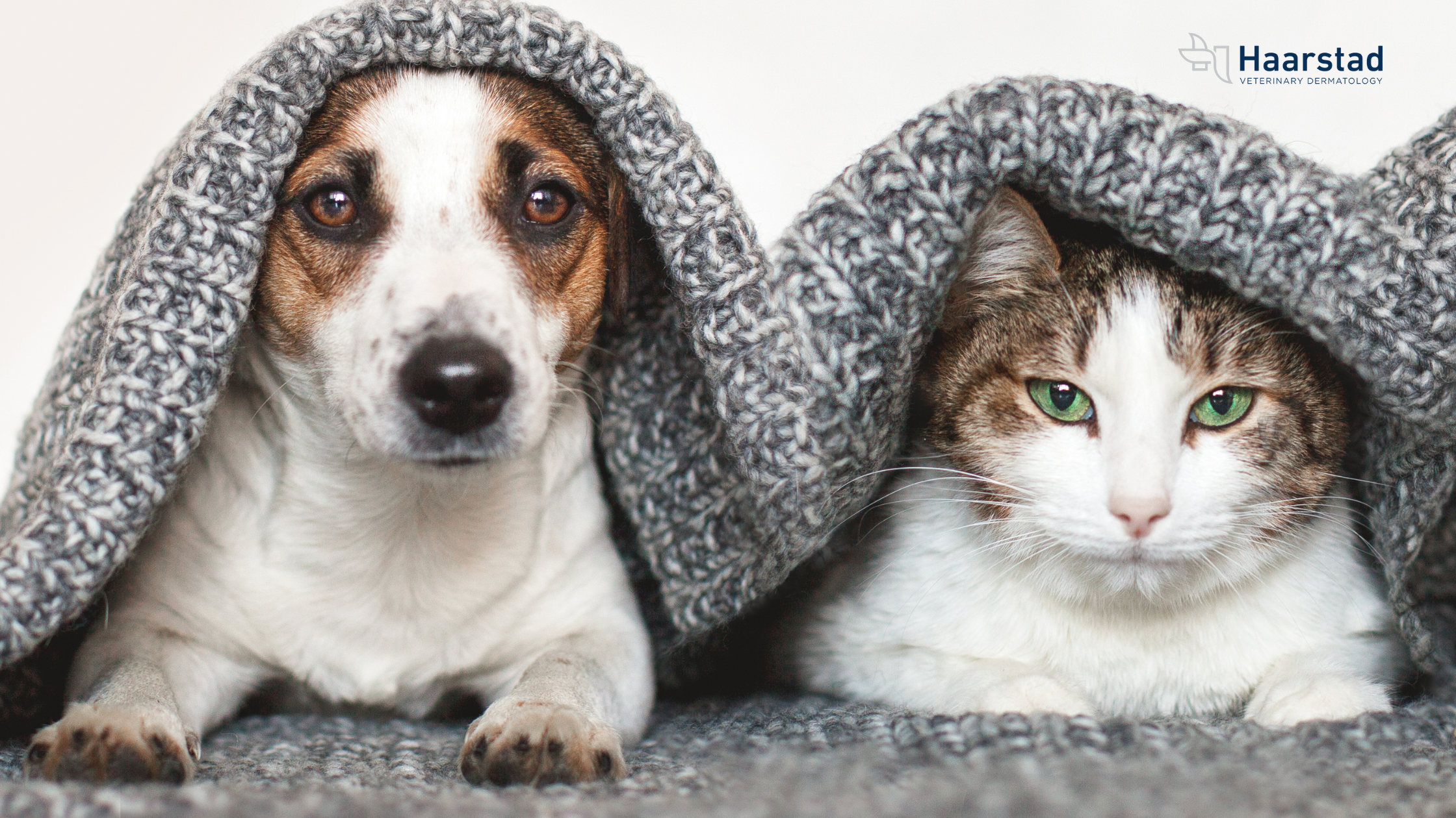 Your Guide to Treating and Preventing Ear Infections in Pets