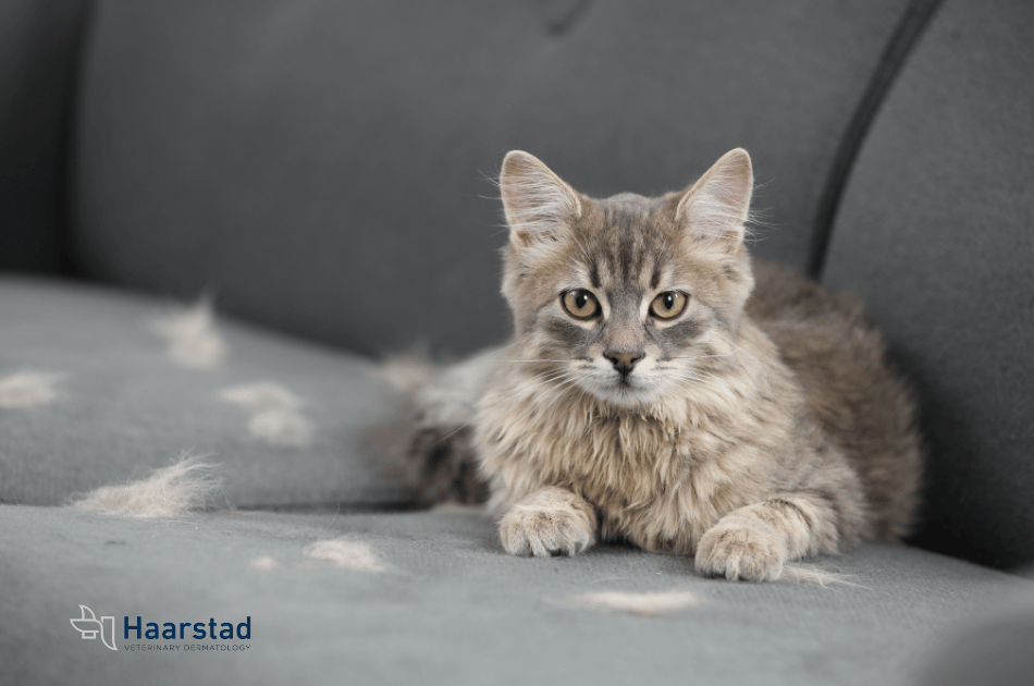 Shedding Season Survival Guide: Tips for Cat and Dog Owners