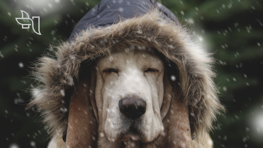 Keeping Paw Pads Healthy Through the Minnesota Winter